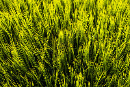 春天在农田里生长的年轻绿色大麦 未成熟的谷物 农业 有机食品的概念 大麦在土壤中发芽 在日落时特写发芽的大麦农场场地收成粮食土地图片