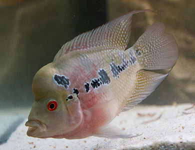 非洲大米鱼水族馆 非洲蓝色花角绿色科鱼驼峰野生动物喇叭淡水热带游泳图片