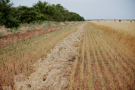 田野收获小麦农场自然农业图片