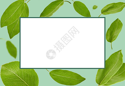 李子树或茶的绿叶在蓝色背景下飘落 带有白色复制空间的框架 图案 模板 样机 拼贴画 特写背景图片
