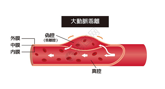 动解剖矢量说明(日语)图片