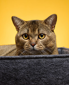 成年大猫躺在黄色背景的灰色床上 动物正在休息和看望图片