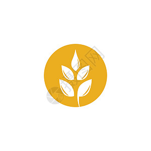小麦矢量图标插画设计农场市场营养面粉食物横幅产品金子插图燕麦图片