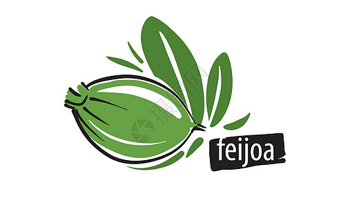 白色背景上的拉图矢量 feijoa图片