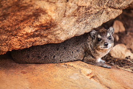 Rock hyrax躲藏在大石头之间 肯尼亚安博塞利国家公园图片