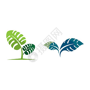 塔罗叶图标创造力叶子生态插图身份绿色芋头标识图片
