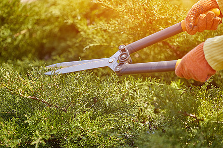 园丁手上戴橙色手套的手正在利用阳光明媚的后院树篱笆剪裁过度生长的绿灌木 修剪草丛爱好工具栽培晴天农民橙子工人工作绿化树篱图片
