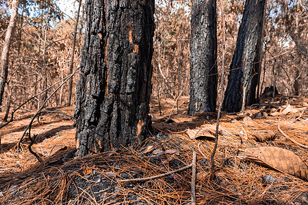 火灾之后的森林 被火灾严重毁坏的树木环境荒野危险危机热带雨林全球自然灾害损害烧伤林业图片