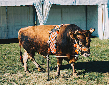 棕牛 上面印着土耳其传统布料 在绿草上动物哺乳动物危险文化奶牛荒野斗牛场纺织品喇叭场地图片