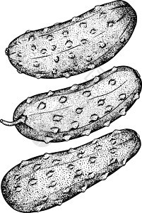 手绘 矢量黄瓜 蔬菜素描风格的插图 详细的黄瓜绘图 农贸市场产品草图绘画装饰农业收藏市场艺术菜单饮食农场背景图片