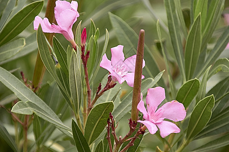 植物中的粉红花群 沙波纳里亚河边 肥皂园图片