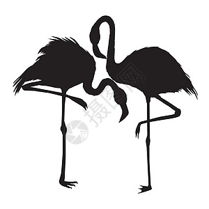 Flamamingo 矢量文件荒野绘画热带标签动物园翅膀夹子羽毛艺术异国图片