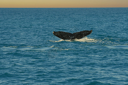 亚布罗霍斯的座头鲸哺乳动物鲸鱼大头捕鲸移民海洋生物鱼种海洋自然保护区环境图片