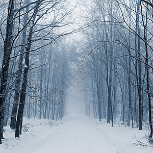 有树木的雪路 冬天在雪中危险驾驶 交通和恶劣天气的概念 笑声降雪森林国家暴风雪车辆季节场景天空卡车速度图片