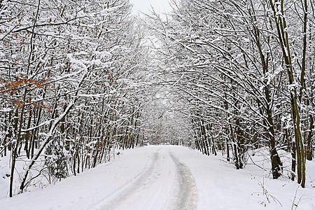 有树木的雪路 冬天在雪中危险驾驶 交通和恶劣天气的概念 笑声降雪季节车辆卡车天空森林风暴国家暴风雪场景图片