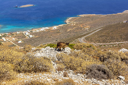 俯瞰希腊凯蒂拉岛的迪亚科菲提港 在一片岩石地貌上的山羊海洋港口顶峰植物全景海景树木野生动物荒野高度图片