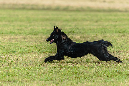 比利时牧羊犬在田野上奔跑和追赶诱饵宠物飞行享受动物乐趣农村活力运动员短跑游戏图片