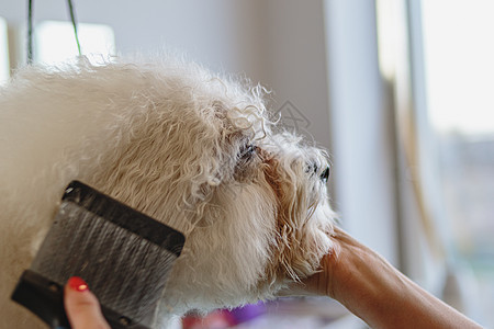 在美容沙龙和宠物疗养所理发的狗理发师头发猎犬理发梳子小狗动物刷子剪刀发型图片