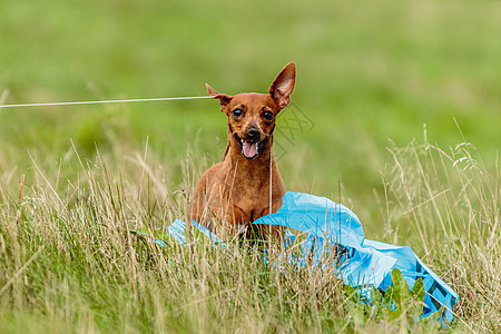 Pinscher 狗在腐骚竞争中被诱骗情感赛车冠军院子公园花园活力速度农村宠物图片