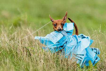 Pinscher 狗在腐骚竞争中被诱骗犬类乐趣院子花园动物游戏农村宠物速度飞行图片