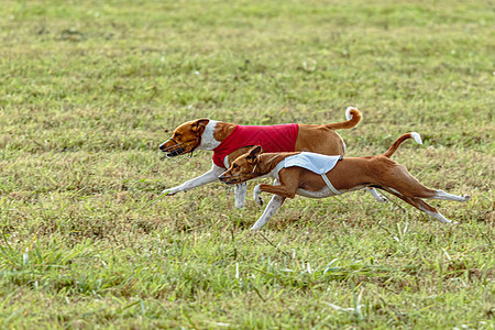 穿红白夹克跑在围护场上的巴本吉狗速度院子短跑场地公园竞赛享受飞行训练花园图片