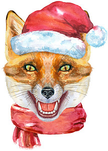 穿着圣诞帽子和红围巾的狐狸头部 水彩狐狸绘画插图 在白色背景上被孤立图片