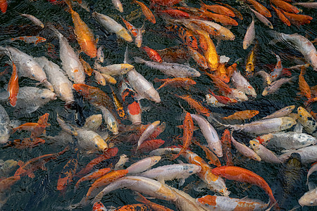 池塘附近有科伊鱼的卡普鱼也称为哥谷 桑克和秀田图片