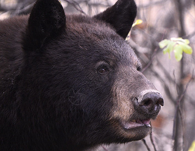 加拿大野熊公司野生动物草地栖息地荒野哺乳动物食草毛皮动物捕食者食肉图片