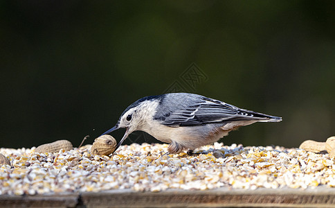 种子器中的 Nuthatch荒野野生动物鸟类鸣禽动物群动物图片