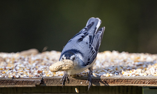 种子器中的 Nuthatch荒野动物动物群鸣禽野生动物鸟类图片