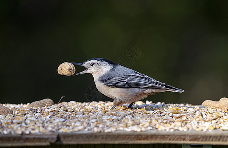 种子器中的 Nuthatch动物鸣禽野生动物荒野动物群鸟类图片