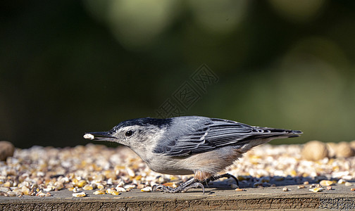 种子器中的 Nuthatch野生动物鸣禽鸟类动物群荒野动物图片