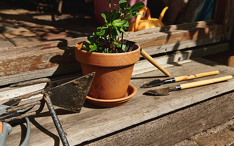 园艺工具和粘土锅的永存生活 上面布满栽种的薄荷叶子 躺在门前一个木林中图片