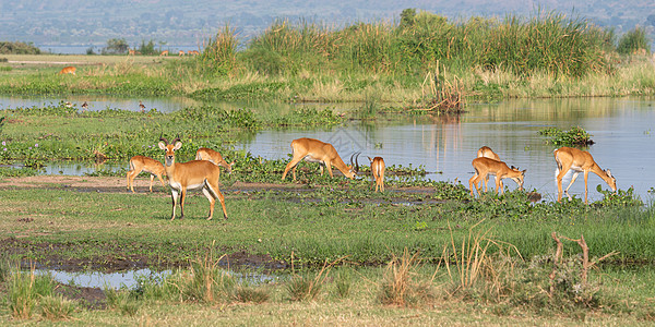 乌干达Kob目的地风景主题生境栖息地羚羊哺乳动物野生动物生物圈旅游背景