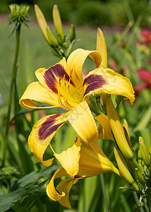 白日百合 赫梅罗卡迪斯百合季节灌木植物植被花瓣风景园艺花园宏观图片