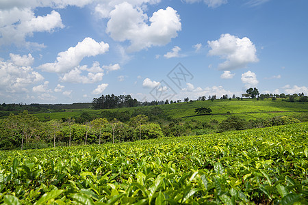 乌干达茶田天气乡村农业植物城市农村目的地旅行远足全景图片