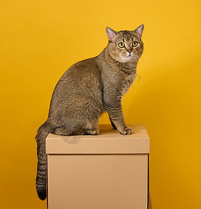 灰色成年猫 短头发的苏格兰直毛小猫 坐在黄色背景上 动物坐在棕色纸板上工作室猫科乐趣哺乳动物短发胡须毛皮好奇心宠物盒子图片
