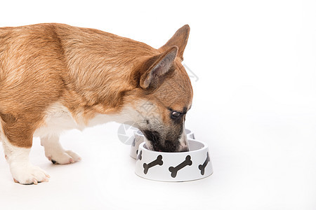 吃脚的小狗 彭布罗克可吉狗吃碗里的食物宠物犬类动物地面白色小吃背景图片