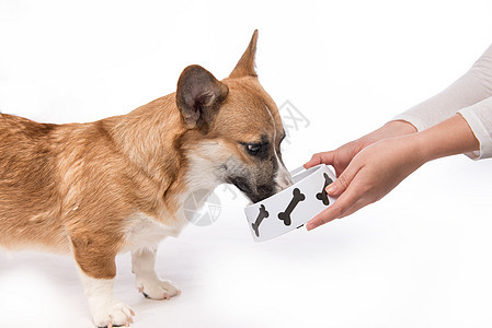 可爱的狗吃食物 喂饱饿肚子的培姆布罗克果汁黄色犬类宠物生活动物图片