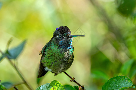 哥斯达黎加圣赫拉尔多德多塔荒野丛林羽毛账单树枝栖息地动物蜂鸟动物群野生动物图片