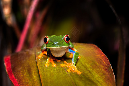 红眼树青蛙阿加利赫尼斯喀米德里亚亚斯 哥斯达黎加野生生物卡诺内格罗森林丛林濒危情调野生动物两栖叶子热带异国树蛙图片