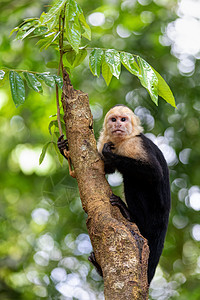 哥斯达黎加国家公园哥伦比亚白脸Capuchin灵长类树枝白头掌属公园野生动物异国热带丛林卷尾图片