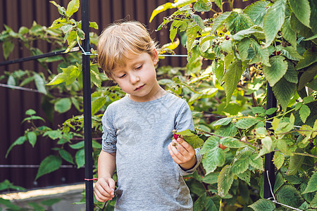 孩子采摘覆盆子 孩子们在有机覆盆子农场采摘新鲜水果 儿童园艺和收获浆果 蹒跚学步的孩子吃成熟健康的浆果 在乡下享受户外家庭夏日乐图片