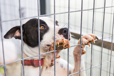 笼子里的狗狗狗狗很近犬类安全鼻子毛皮野生动物哺乳动物荒野动物眼睛庇护所图片