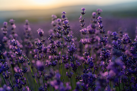 淡紫色的花朵紧贴在衣草地上 在日落的背景之下香水植物香味紫色疗法蜜蜂园艺防腐剂花蜜芳香图片