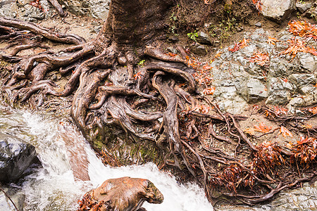 塞浦路斯Troodos山脉秋季景观自然溪流远足环境森林流动季节岩石树叶风景娱乐图片