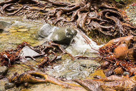 塞浦路斯Troodos山脉秋季景观自然溪流叶子岩石森林巨石流动林地木头风景树叶图片