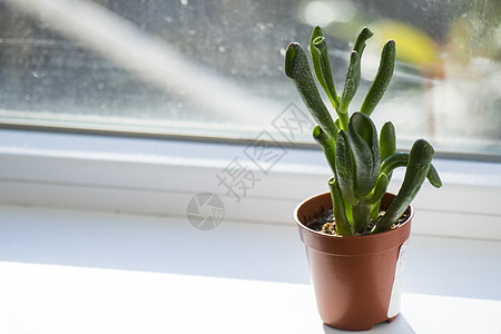 货币树缝合装饰卵形植物群宏观植物学花园热带叶子绿色植物图片