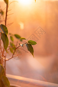 夜晚阳光下黑暗的绿色春春花窗户日落木头墙纸草本植物农业生态植被园艺阴影背景图片