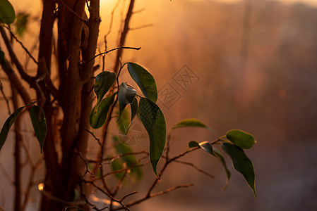 夜晚阳光下黑暗的绿色春春花墙纸装饰品太阳草本植物日落叶子植被公园植物木头图片